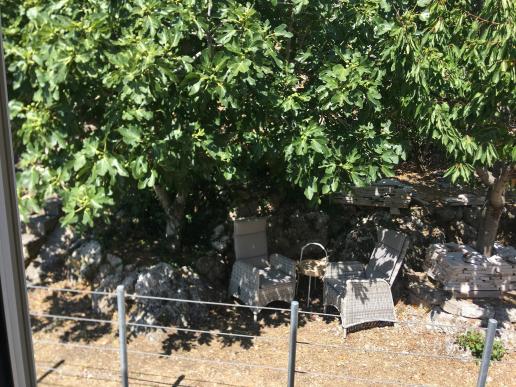 ROSSO Sitzplatz im Schatten des Feigenbaums 